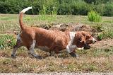 BASSET HOUND 211